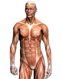 Anatomical Systems