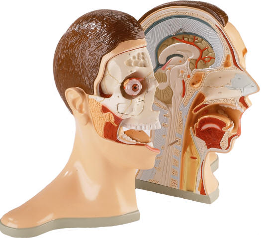 human anatomy head