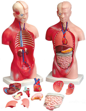 Torso Model
