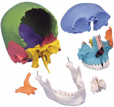 Individual Elements Found In Skull.