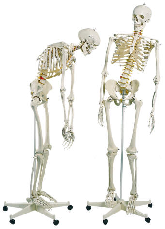 PROVIDES STRUCTURAL SUPPORT
FOR THE ENTIRE BODYWITHOUT THE PRESENCE OF A
SKELETON THE BODY WOULD LOOK LIKE A BLOB OF SKIN A