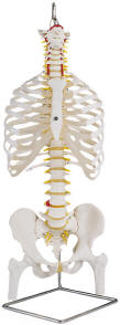 Anatomical Model, anatomy model of spine