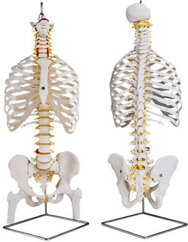 Spinal Columns with Rib Cages