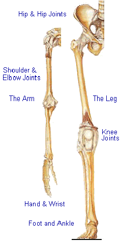 A Human Arm
