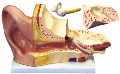 Ear model suitable for elementary school classrooms