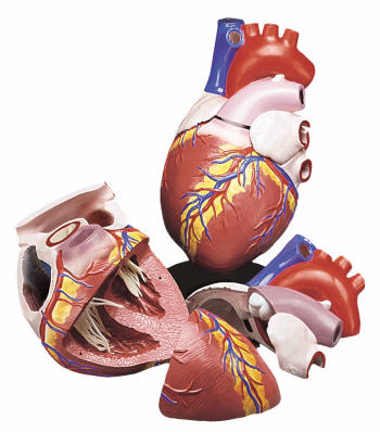 The perfect heart model for elementary and middle schools