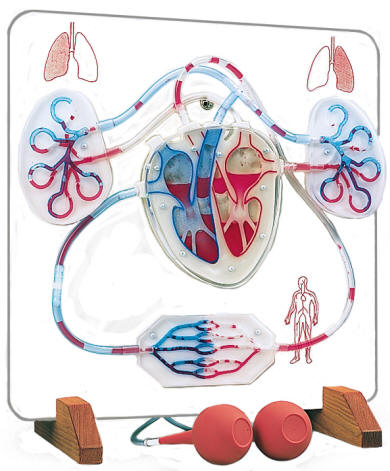 circulatory system veins and arteries. and circulatory system