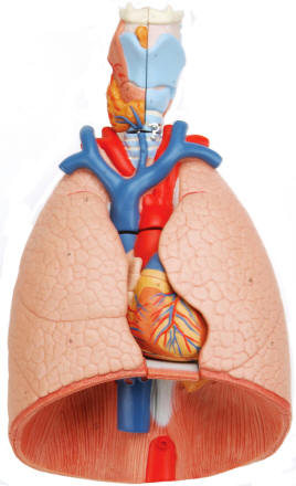 Larynx included with this 7-part model of the lungs