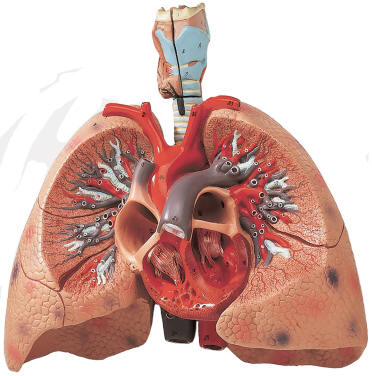 Human Anatomy Lungs