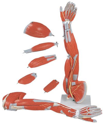 Arm Muscle Tendon