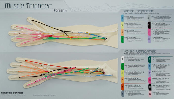 Consisting of a vacuum-formed relief template of the human forearm, 