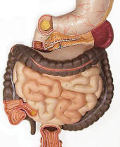 Human DIgestive System