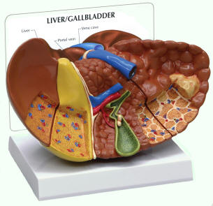 Model Of Liver