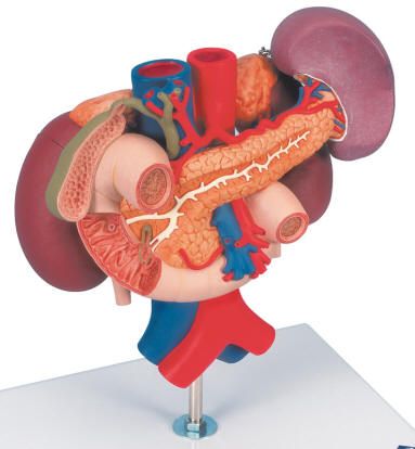 Organs Kidney